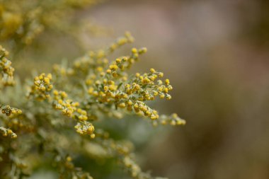 Gran Canaria 'dan Flora - Artemisia thuscula, yüksek aromatik özellikleri ve doğal makro çiçek arkaplanından dolayı yerel olarak Incense olarak adlandırılır