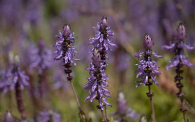 Coleus 'un mavi çiçekleri, korkak kedi bitkileri, doğal makro çiçekli arka plan.