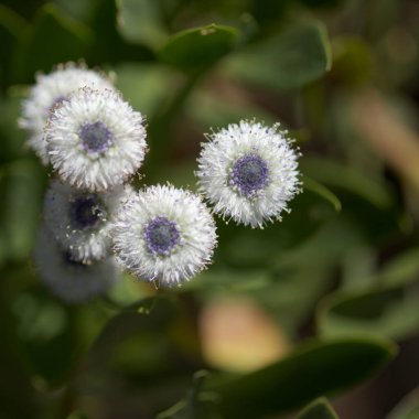 Flora of Gran Canaria -  small pale blue flowers of Globularia ascanii, globe daisy endemic to the island, natural macro floral background clipart