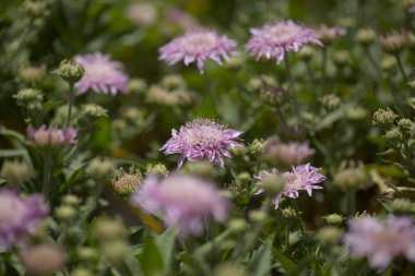 Gran Canaria 'dan Flora - Pterocephalus dumetorus, Orta Kanarya Adaları' na özgü dağlık, doğal makro çiçekli arka plan