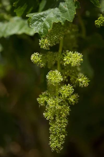 グラン カナリアのブドウ栽培 春の小さなブドウの花 — ストック写真