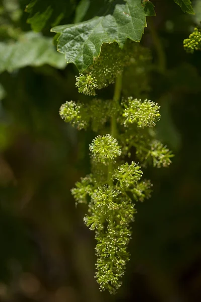 Viticultura Gran Canaria Pequeñas Flores Plantas Vid Primavera —  Fotos de Stock