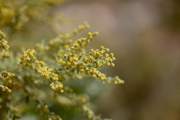 Flora Gran Canaria Artemisia Thuscula Lokalt Kallad Rökelse Grund Dess — Stockfoto