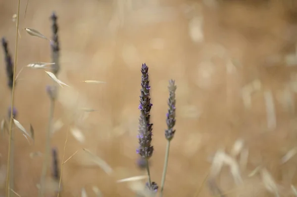 Lavender Lavandula Природний Макро Квітковий Фон — стокове фото