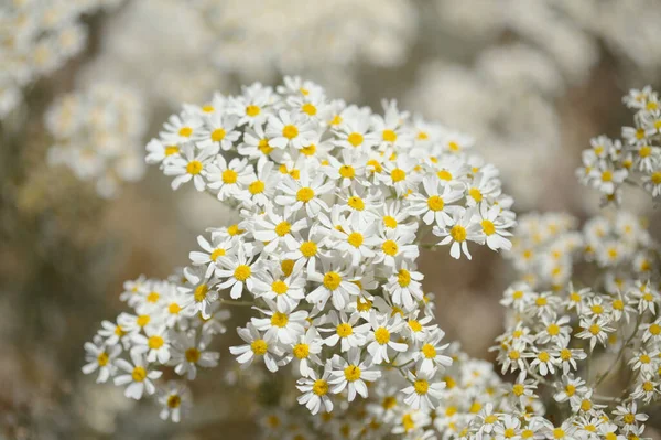 大加那利植物 金银花叶 特有濒危物种 自然大花背景 — 图库照片