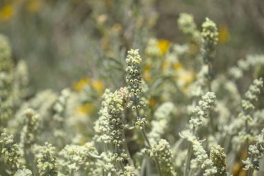 Gran Canaria 'dan Flora - Sideritis dasygnaphala, Gran Canaria' nın beyaz dağ çayı, yaygın, doğal makro çiçekli arka plan