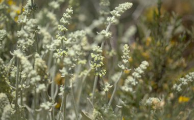 Gran Canaria 'dan Flora - Sideritis dasygnaphala, Gran Canaria' nın beyaz dağ çayı, yaygın, doğal makro çiçekli arka plan