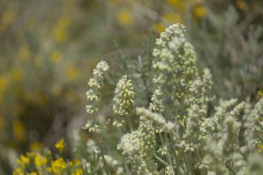 Gran Canaria 'dan Flora - Sideritis dasygnaphala, Gran Canaria' nın beyaz dağ çayı, yaygın, doğal makro çiçekli arka plan