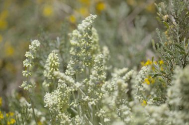 Gran Canaria 'dan Flora - Sideritis dasygnaphala, Gran Canaria' nın beyaz dağ çayı, yaygın, doğal makro çiçekli arka plan