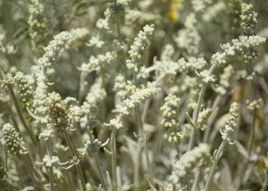 Gran Canaria 'dan Flora - Sideritis dasygnaphala, Gran Canaria' nın beyaz dağ çayı, yaygın, doğal makro çiçekli arka plan