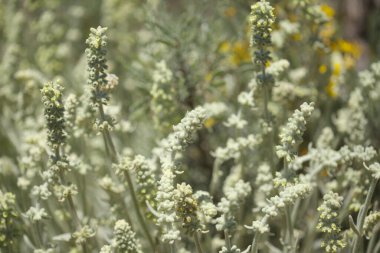 Gran Canaria 'dan Flora - Sideritis dasygnaphala, Gran Canaria' nın beyaz dağ çayı, yaygın, doğal makro çiçekli arka plan