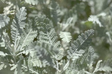 Gran Canaria 'dan Flora - Gonospermum ptarmicaeflorum yaprakları diğer adıyla gümüş tansi, soyu tükenmekte olan doğal makro çiçekli türler.