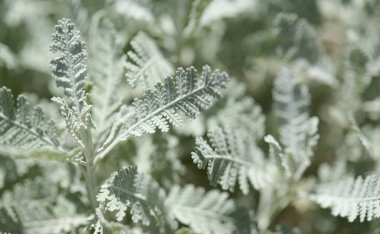 Gran Canaria 'dan Flora - Gonospermum ptarmicaeflorum yaprakları diğer adıyla gümüş tansi, soyu tükenmekte olan doğal makro çiçekli türler.