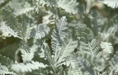 Gran Canaria 'dan Flora - Gonospermum ptarmicaeflorum yaprakları diğer adıyla gümüş tansi, soyu tükenmekte olan doğal makro çiçekli türler.