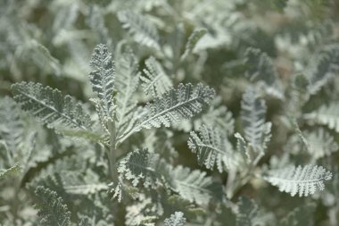 Gran Canaria 'dan Flora - Gonospermum ptarmicaeflorum yaprakları diğer adıyla gümüş tansi, soyu tükenmekte olan doğal makro çiçekli türler.