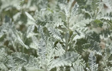 Gran Canaria 'dan Flora - Gonospermum ptarmicaeflorum yaprakları diğer adıyla gümüş tansi, soyu tükenmekte olan doğal makro çiçekli türler.