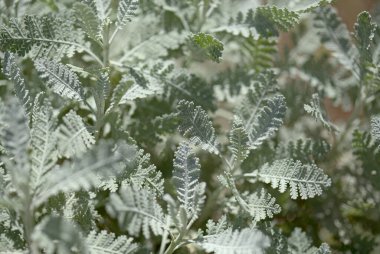 Gran Canaria 'dan Flora - Gonospermum ptarmicaeflorum yaprakları diğer adıyla gümüş tansi, soyu tükenmekte olan doğal makro çiçekli türler.