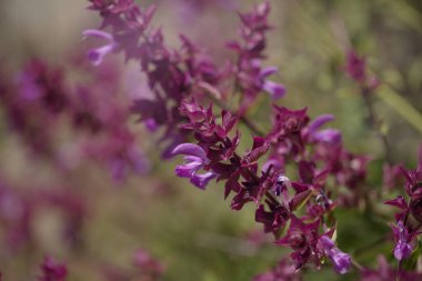 Gran Canaria 'dan Flora - Salvia canariensis, Kanarya adası adaçayı doğal makro çiçekli arka plan