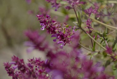 Gran Canaria 'dan Flora - Salvia canariensis, Kanarya adası adaçayı doğal makro çiçekli arka plan