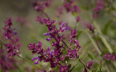 Gran Canaria 'dan Flora - Salvia canariensis, Kanarya adası adaçayı doğal makro çiçekli arka plan