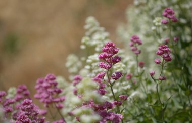 Gran Canaria 'dan Flora - Centranthus ruber, kırmızı kediotu, Kanaryalarda istilacı doğal makro çiçekli arka plan