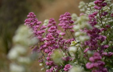 Gran Canaria 'dan Flora - Centranthus ruber, kırmızı kediotu, Kanaryalarda istilacı doğal makro çiçekli arka plan