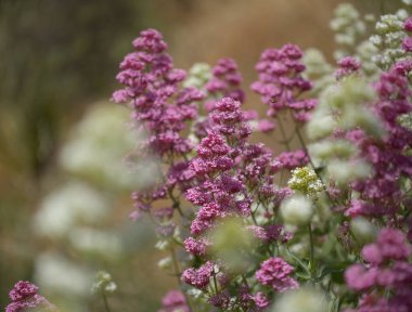 Gran Canaria 'dan Flora - Centranthus ruber, kırmızı kediotu, Kanaryalarda istilacı doğal makro çiçekli arka plan