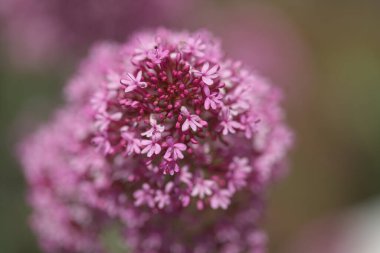Gran Canaria 'dan Flora - Centranthus ruber, kırmızı kediotu, Kanaryalarda istilacı doğal makro çiçekli arka plan