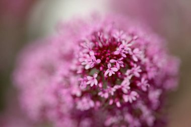 Gran Canaria 'dan Flora - Centranthus ruber, kırmızı kediotu, Kanaryalarda istilacı doğal makro çiçekli arka plan