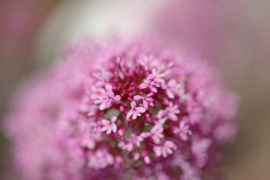 Gran Canaria 'dan Flora - Centranthus ruber, kırmızı kediotu, Kanaryalarda istilacı doğal makro çiçekli arka plan