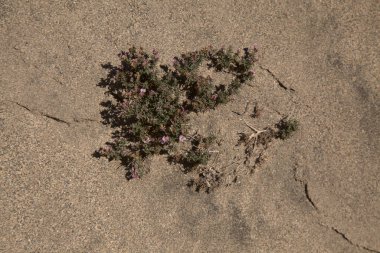 Gran Canaria 'dan Flora Frankenia Capitata, yerel adı Tomillo Marino.
