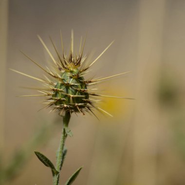 Gran Canaria 'dan Flora - sarı Centaurea melitensis, Malta yıldız devedikeni doğal makro çiçek geçmişi