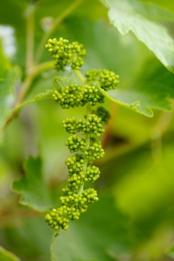 Gran Canaria 'nın bitki örtüsü - küçük asma bitkisi çiçekleri ve üzüm oluşumu