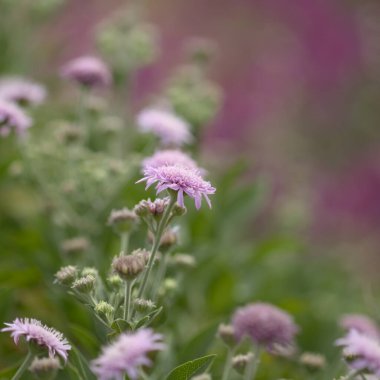 Gran Canaria 'dan Flora - Pterocephalus dumetorus, Orta Kanarya Adaları' na özgü dağlık, doğal makro çiçekli arka plan