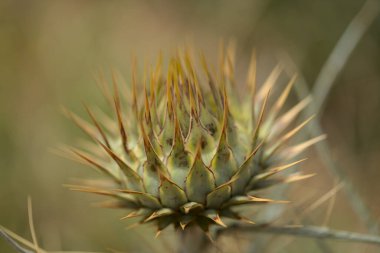 Gran Canaria 'dan Flora - Cynara kartuşu, vahşi enginar, doğal makro çiçekli arka plan