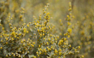 Gran Canaria 'dan Flora - Artemisia thuscula, yüksek aromatik özellikleri ve doğal makro çiçek arkaplanından dolayı yerel olarak Incense olarak adlandırılır