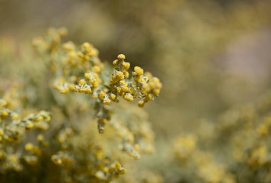 Gran Canaria 'dan Flora - Artemisia thuscula, yüksek aromatik özellikleri ve doğal makro çiçek arkaplanından dolayı yerel olarak Incense olarak adlandırılır