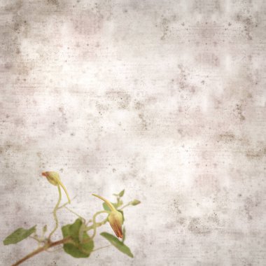 Tropeolum majus, bahçe nasturtiyumu ile eski tarz kağıt kaplama arka plan