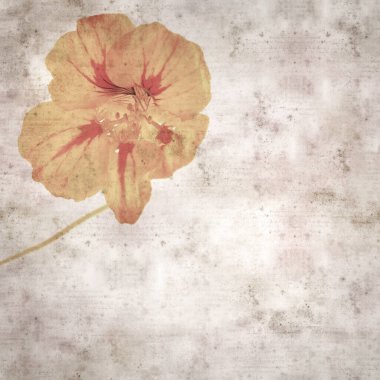 Tropeolum majus, bahçe nasturtiyumu ile eski tarz kağıt kaplama arka plan