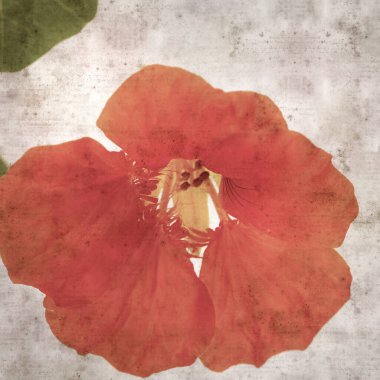 Tropeolum majus, bahçe nasturtiyumu ile eski tarz kağıt kaplama arka plan