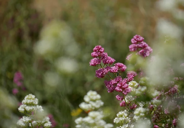 Flore Gran Canaria Centranthus Ruber Valériane Rouge Envahissante Dans Les — Photo