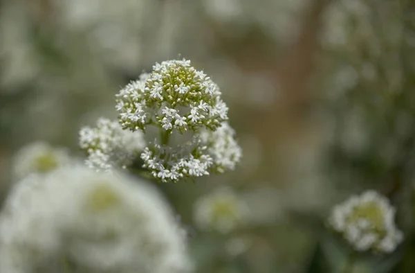 Flora Gran Canarii Kauczuk Centranthus Czerwona Waleriana Inwazyjne Wyspach Kanaryjskich — Zdjęcie stockowe