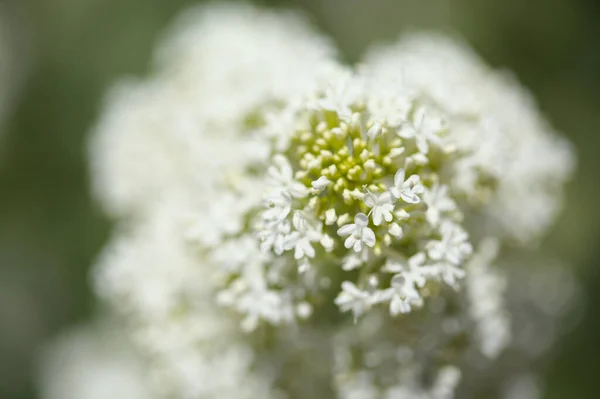 Gran Canaria 식물상 Centranthus Ruber Red Valerian Introsive Canaries Natural — 스톡 사진