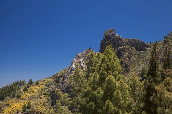 グラン カナリア サンマテオ自治体の風景 岩の形成 Roque Saucillo — ストック写真