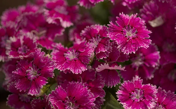 Mały Ogród Goździków Kwiaty Pięciu Ząbkowane Płatki Makro Kwiatowe Tło — Zdjęcie stockowe