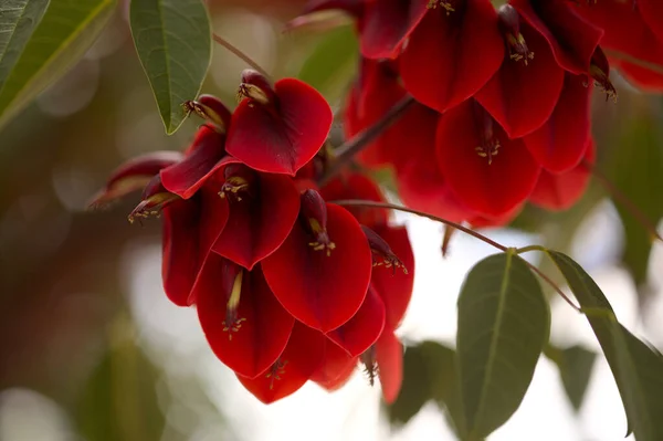 Erythrina Crista Galli Nin Koyu Kırmızı Egzotik Çiçekleri Horoz Çıkıntısı — Stok fotoğraf