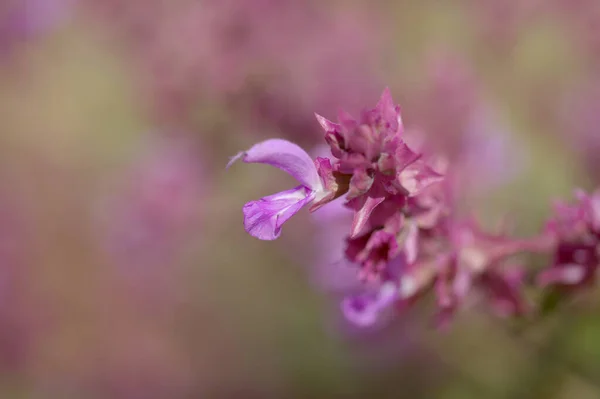 Flora Gran Canaria Salvia Canariensis Canary Island Sage Natural Macro — стокове фото