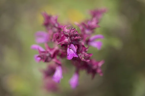 Flora Gran Canaria Salvia Canariensis Canary Island Sage Natural Macro — Stock Photo, Image
