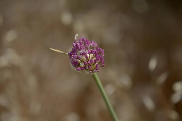 Flóra Gran Canaria Allium Ampeloprasum Divoký Pórek Přírodní Makrokvětinové Pozadí — Stock fotografie