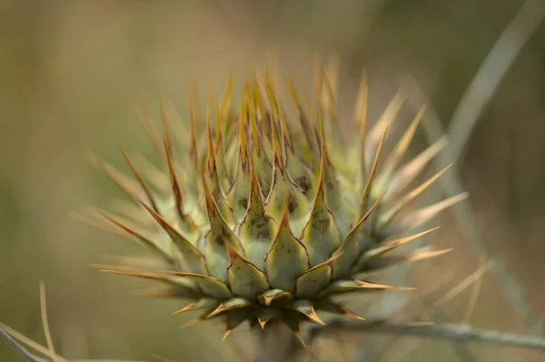 Virágos Gran Canaria Cynara Cardunculus Vad Articsóka Természetes Makró Virágos — Stock Fotó